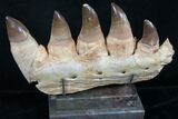Large Mosasaurus Jaw Section On Stand - A Real One! #8970-8